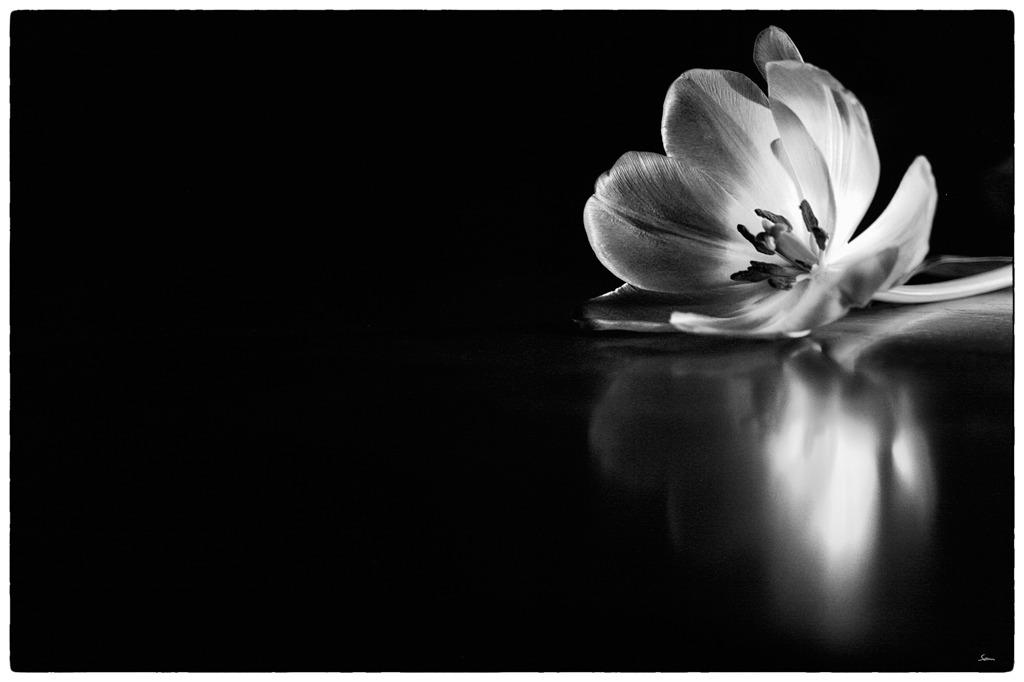 Tulpe PZ16557
