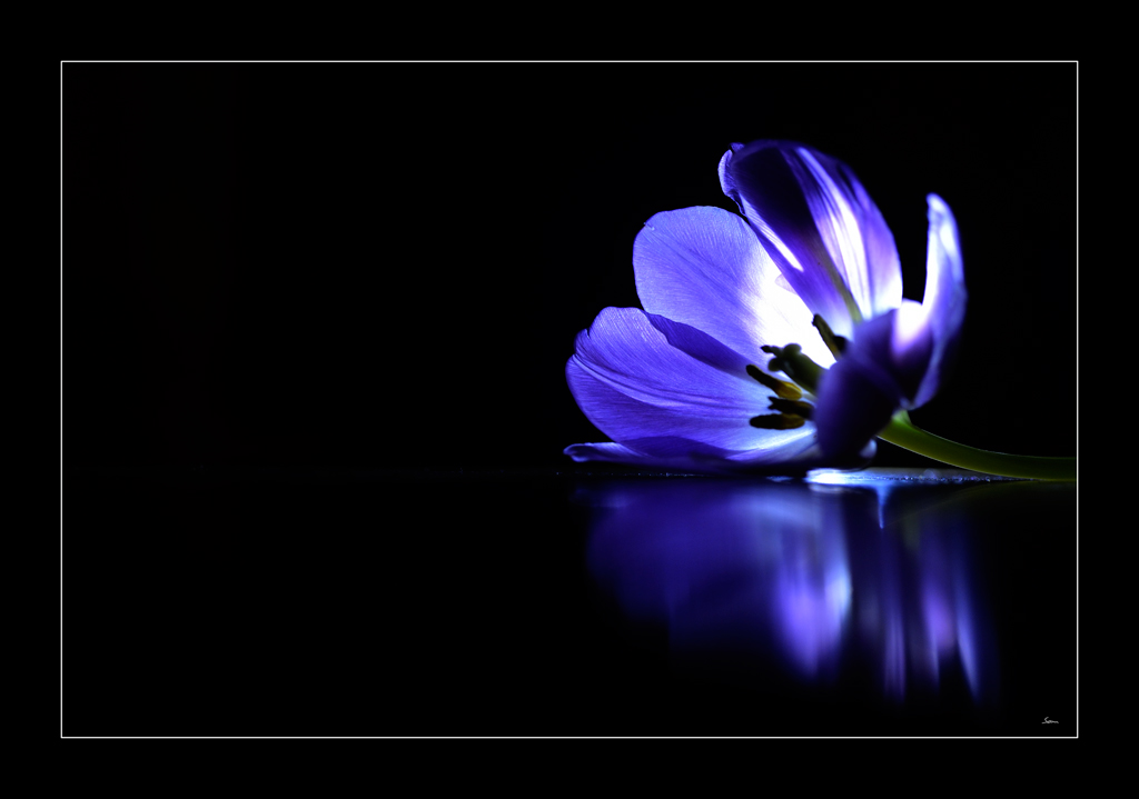 Tulpe PZ16562