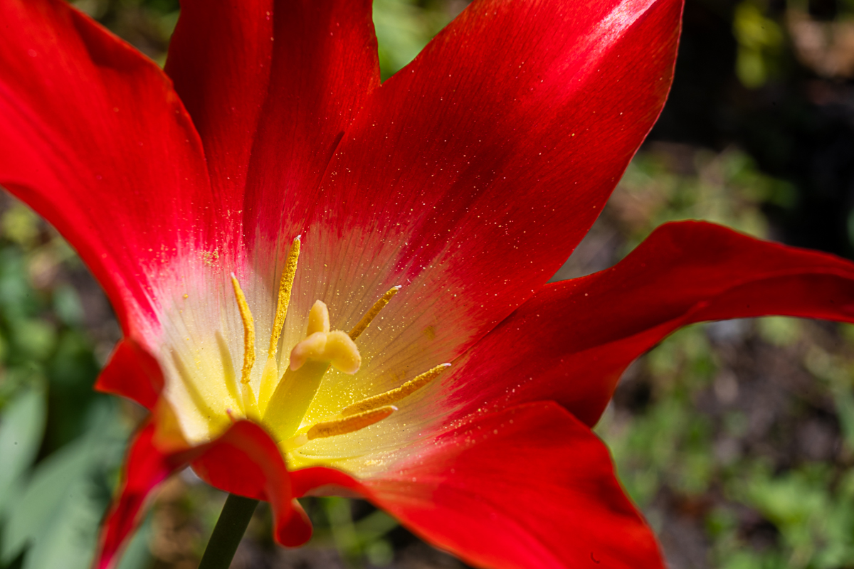 Tulpe spitz.jpg