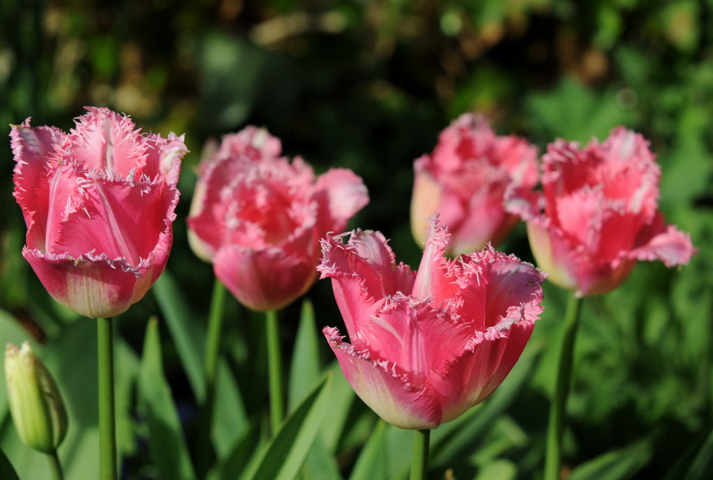 Tulpe V