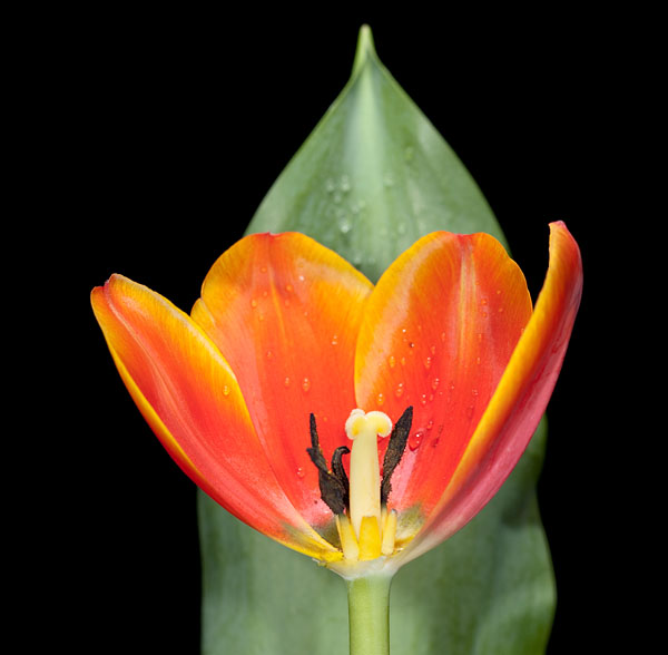 Tulpe v2 NF