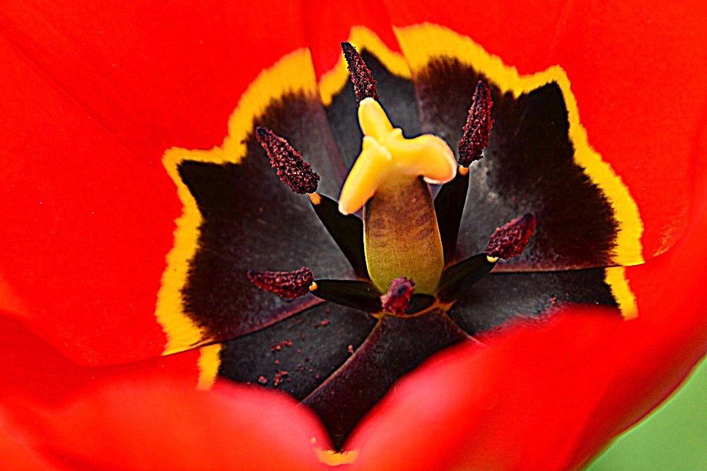 Tulpe
