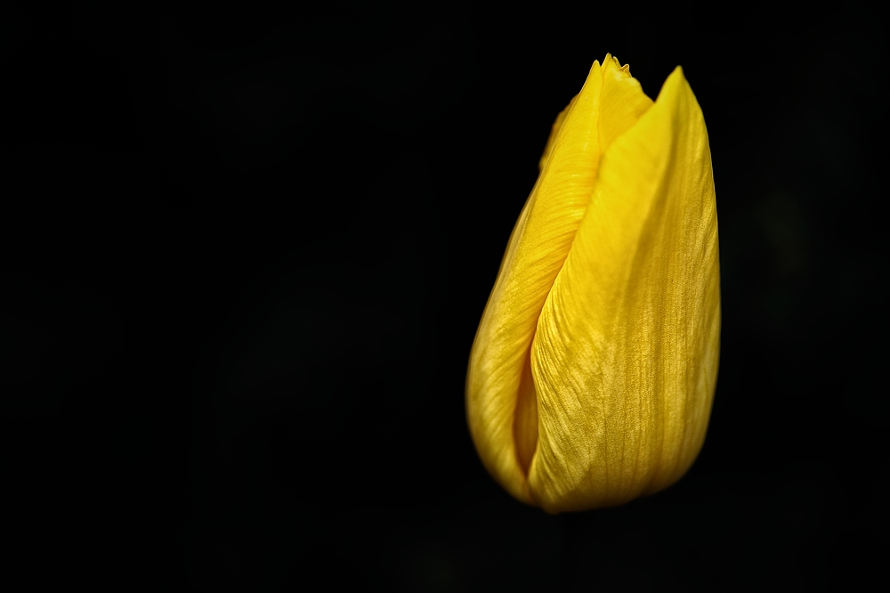 Tulpe