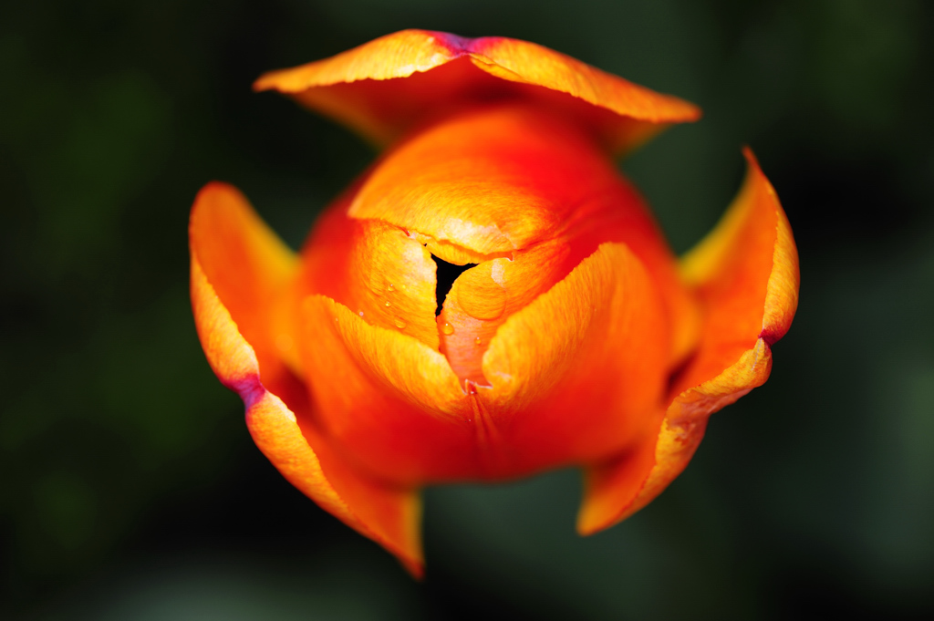 Tulpe