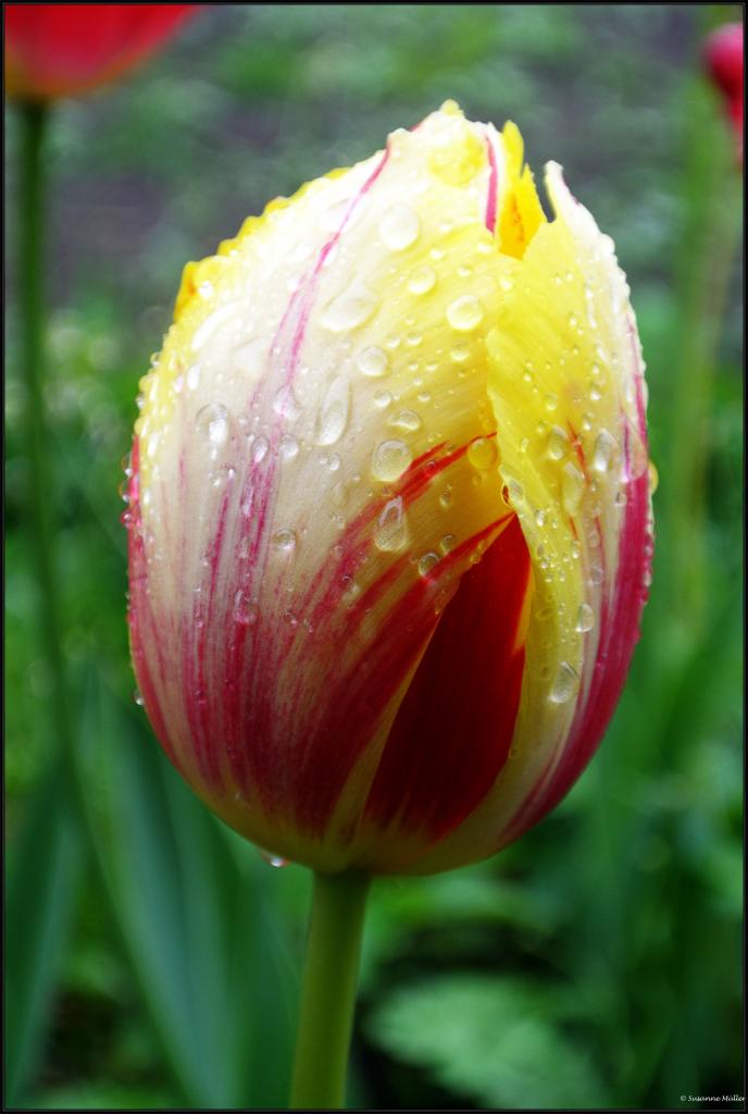 Tulpe