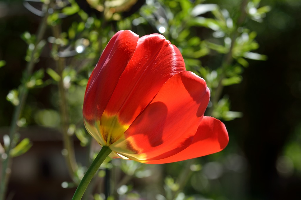 Tulpe