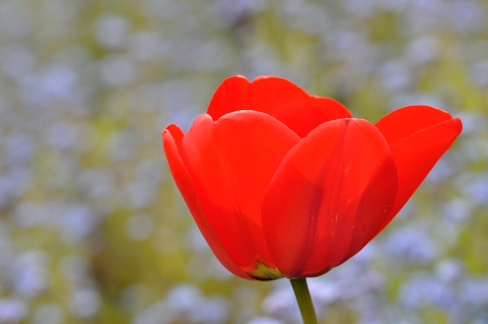 Tulpe