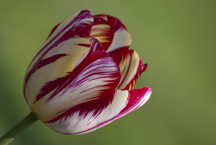 Tulpe