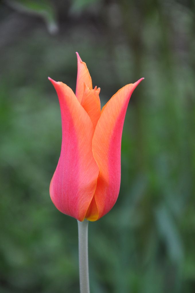 Tulpe