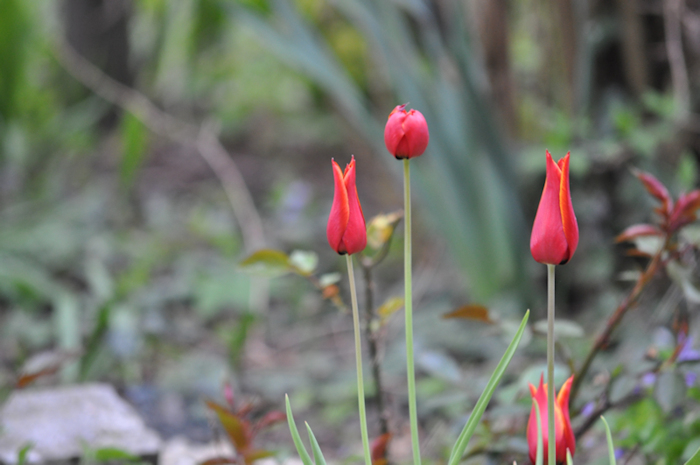 tulpe