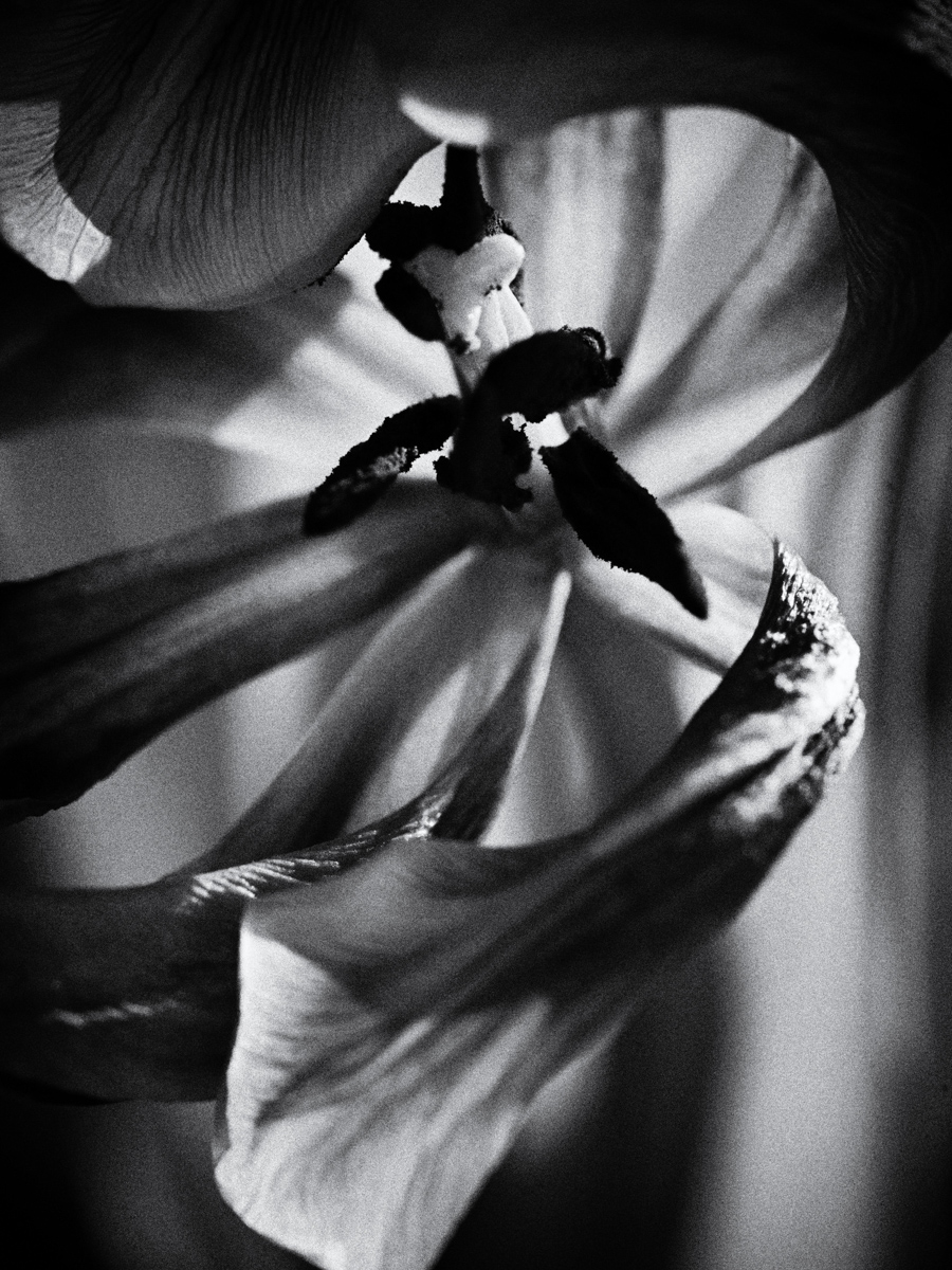 Tulpe
