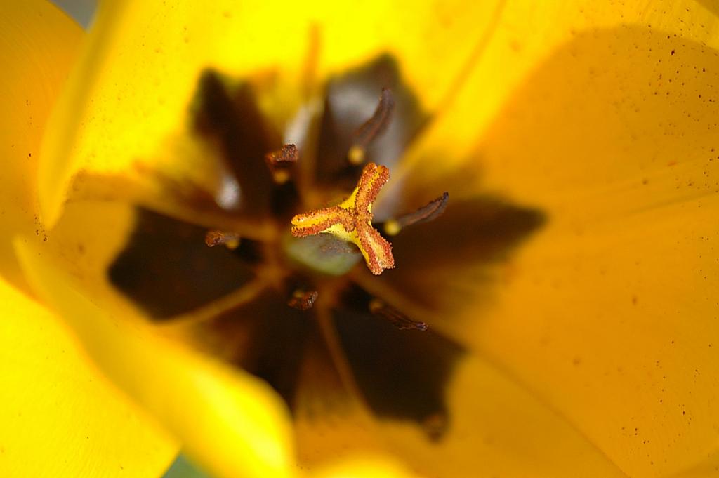 Tulpe