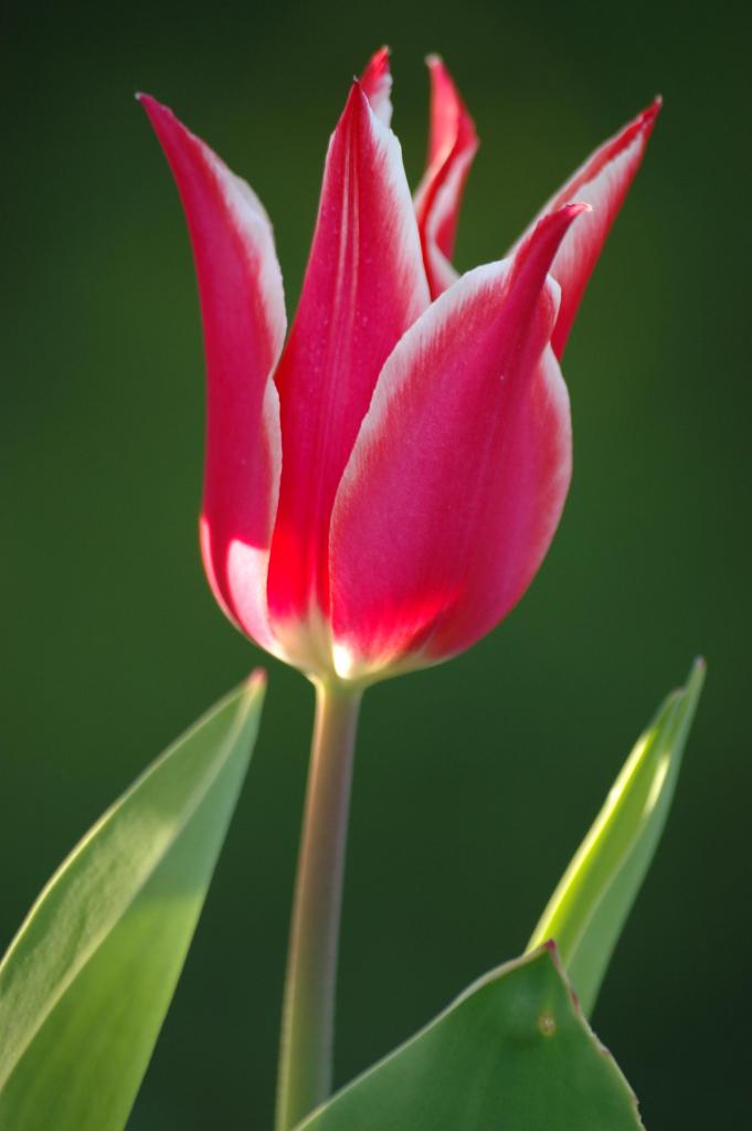 Tulpe