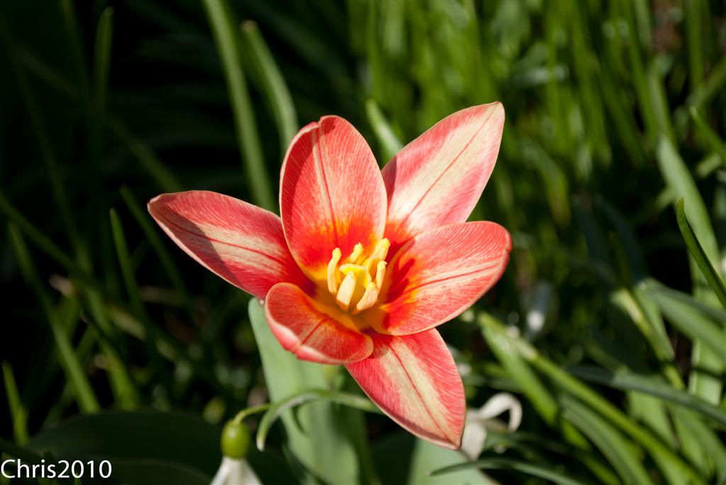 Tulpe (?!)