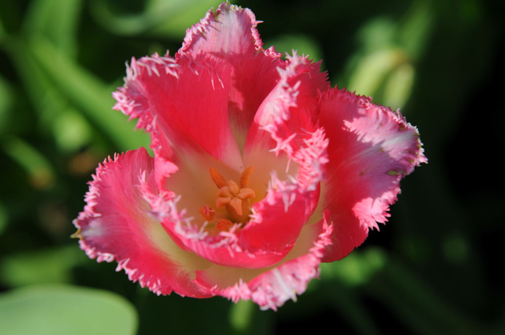 Tulpe