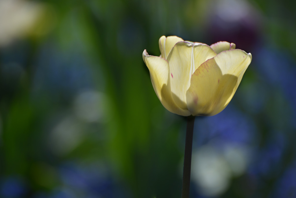 tulpen 02