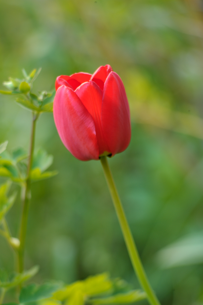 Tulpen 1