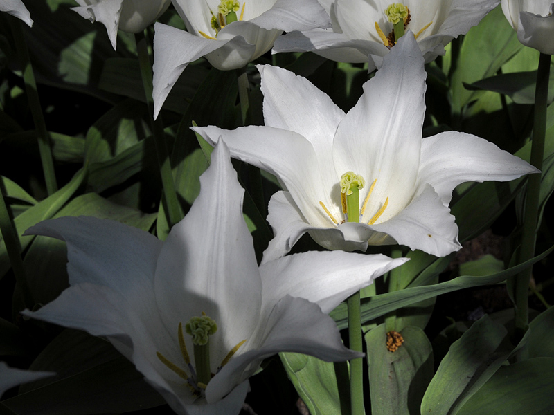 Tulpen ( 18-200 )