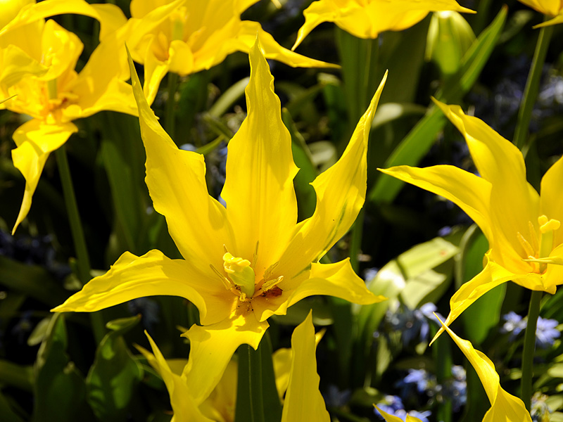 Tulpen ( 18-200 )