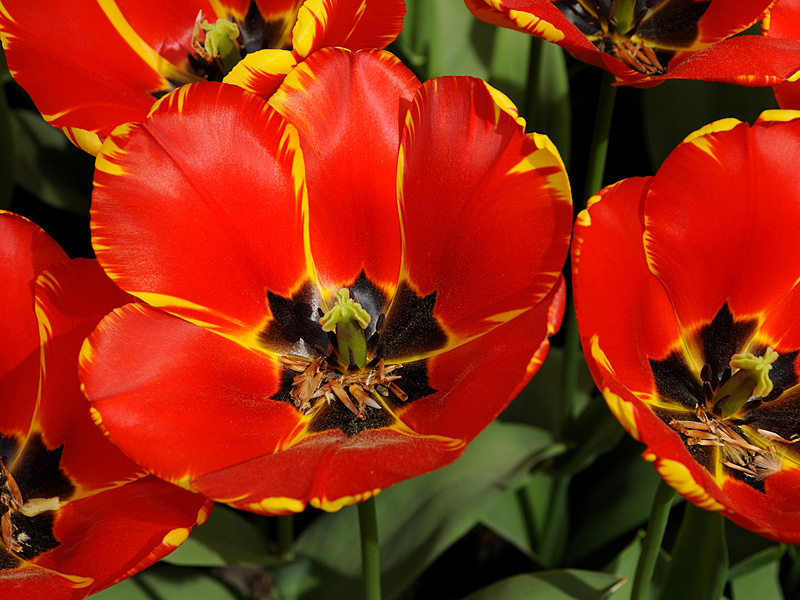Tulpen ( 18-200 )