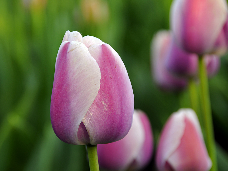 Tulpen ( 18-200 )