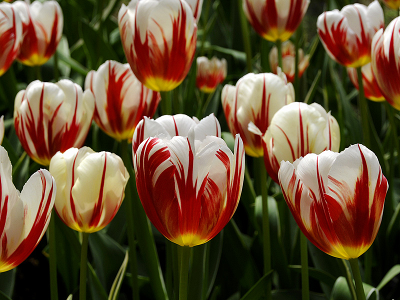 Tulpen ( 18-200 )