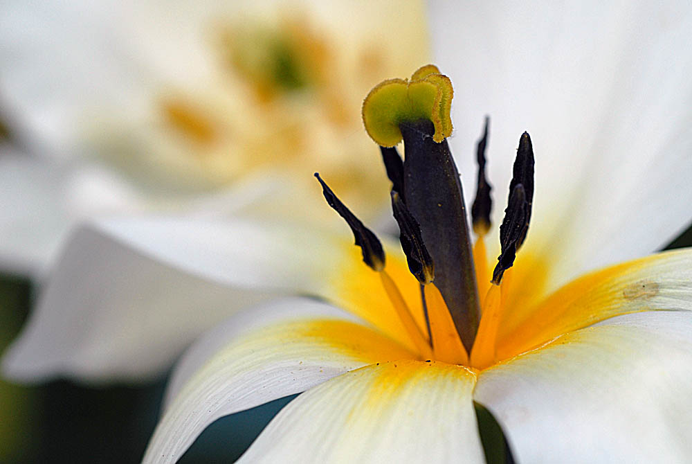 tulpen 2010