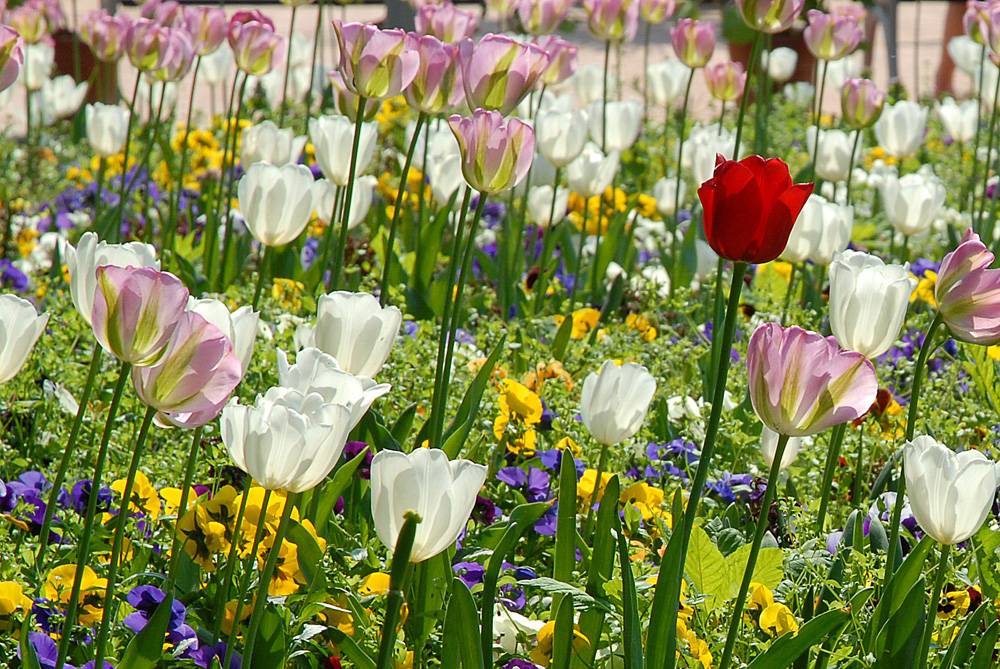 tulpen 2011 kl