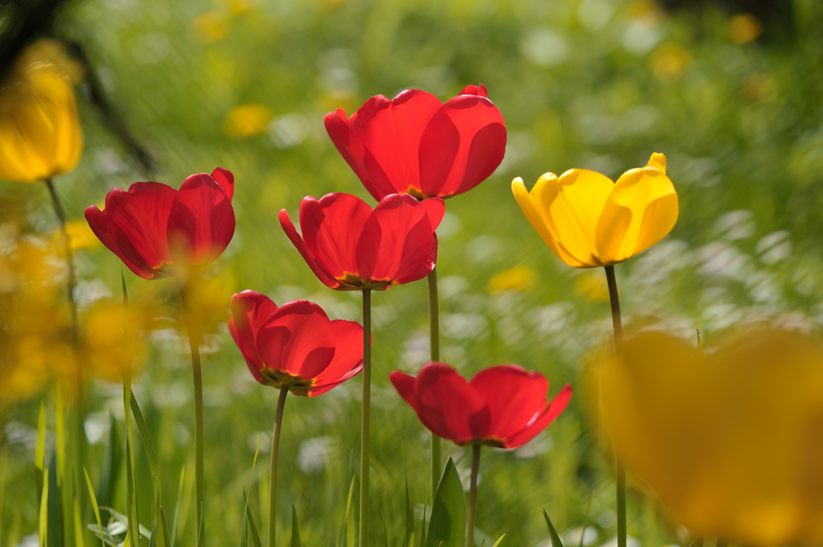 Tulpen 3
