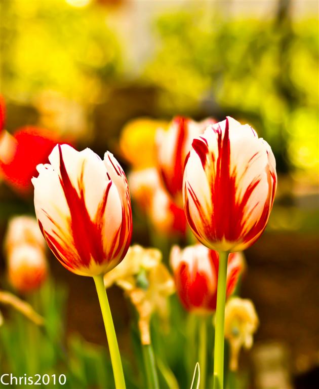 Tulpen (allerdings mit nem Voigtländer Objektiv)