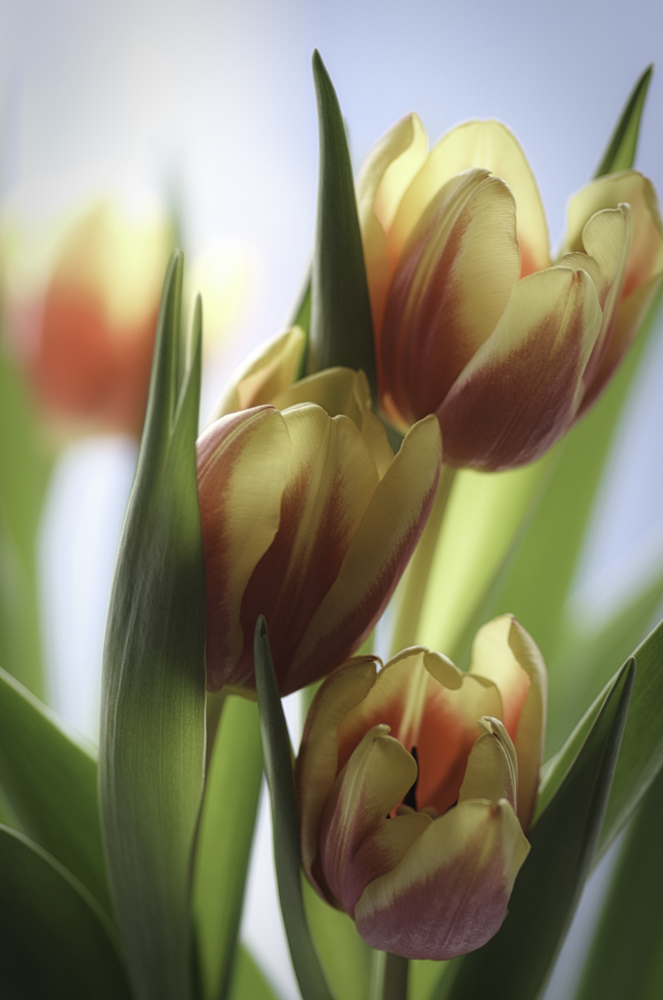 Tulpen als Stimmungsaufheller gegen Dauerregen....jpg