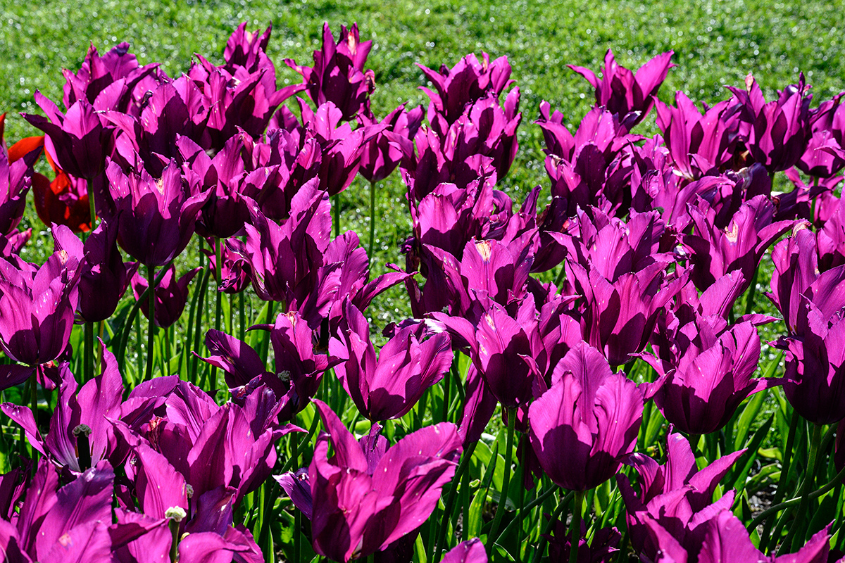 Tulpen.jpg