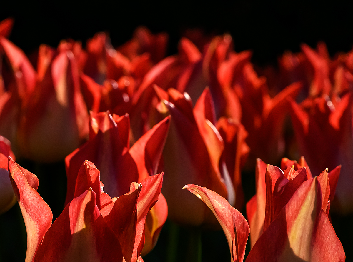 Tulpen.jpg
