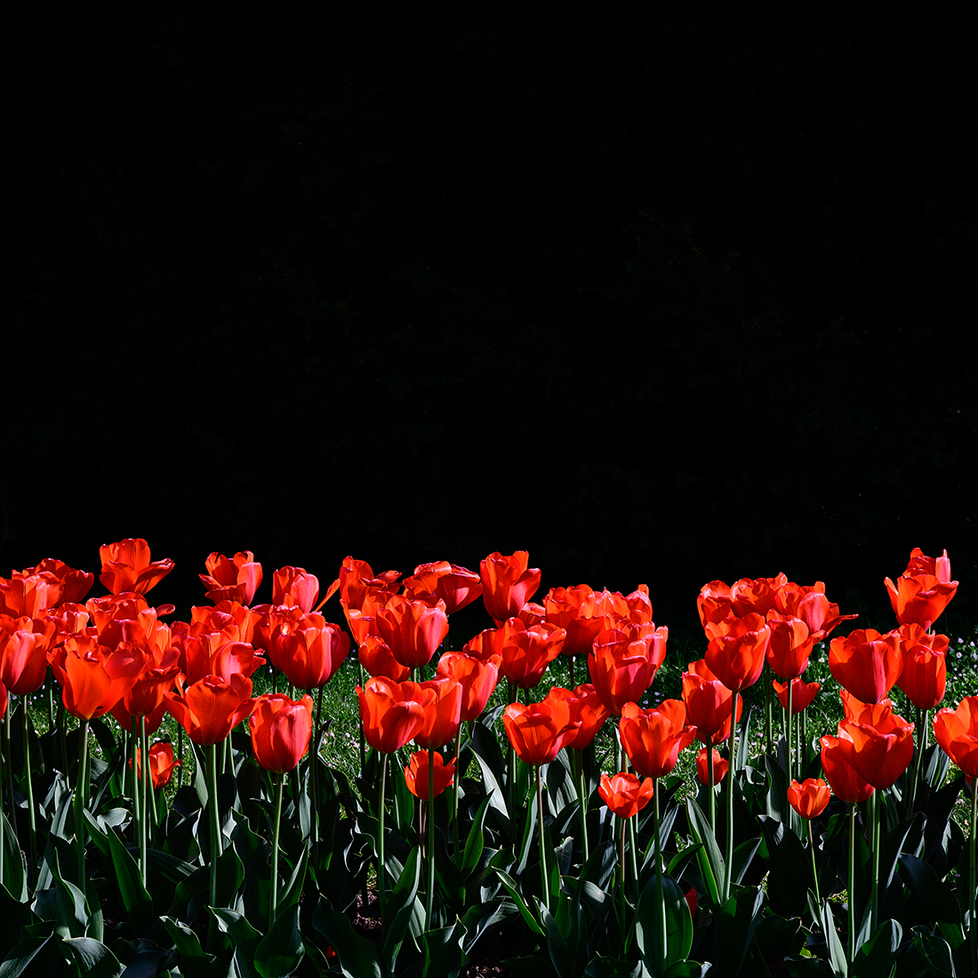 Tulpen.jpg