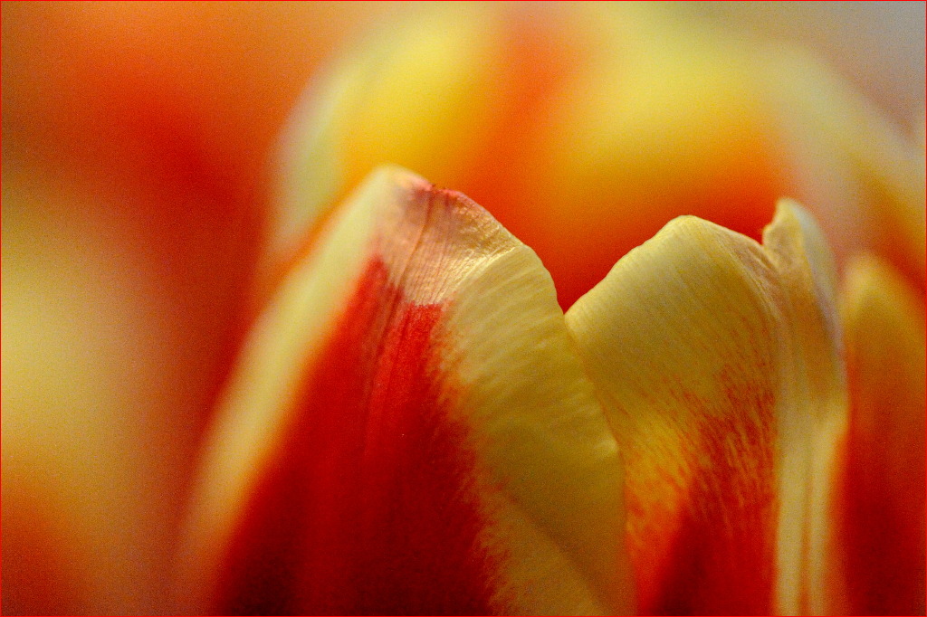 Tulpen
Nikon D700, 12800 ISO