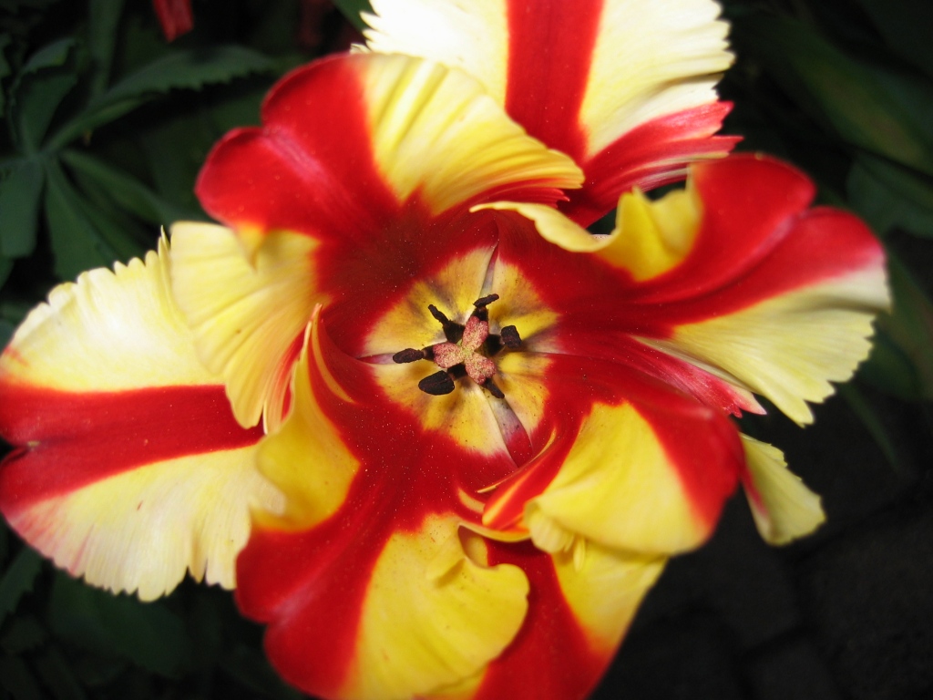 Tulpen-Portrait