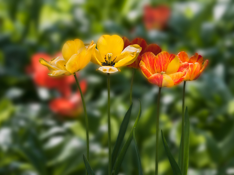 tulpen