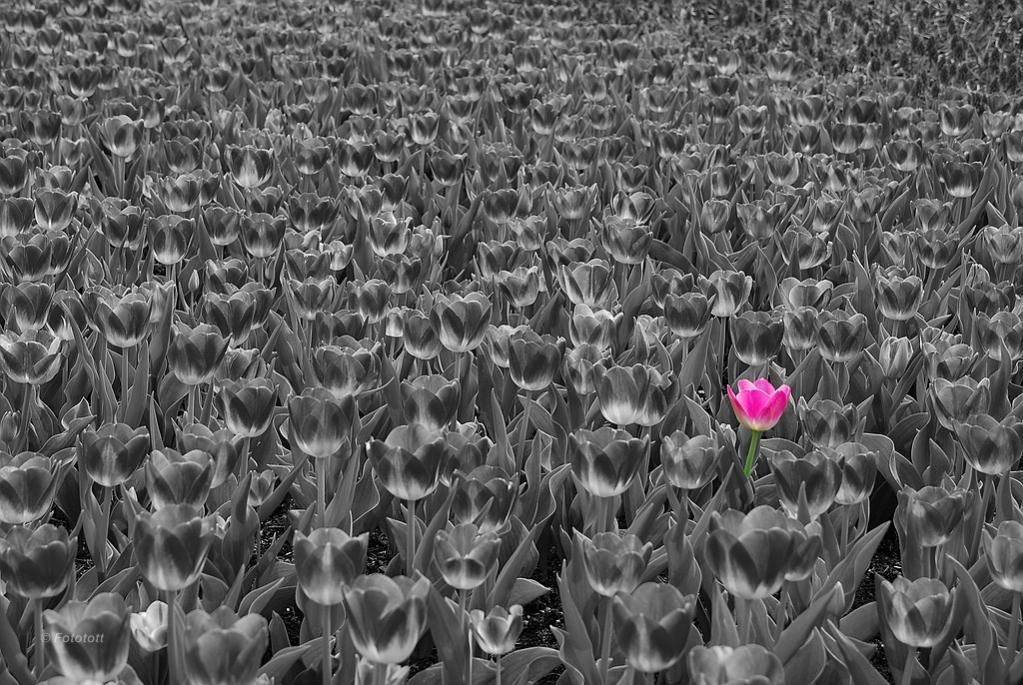 Tulpen