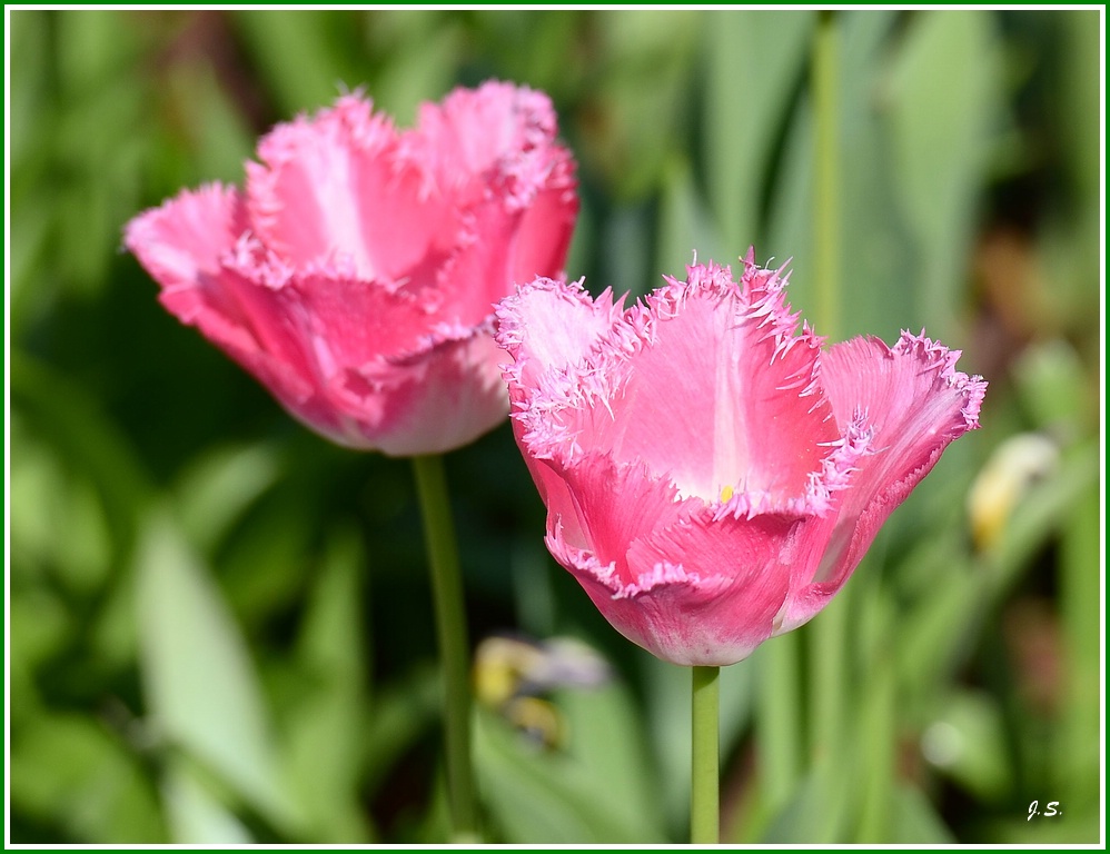 Tulpen