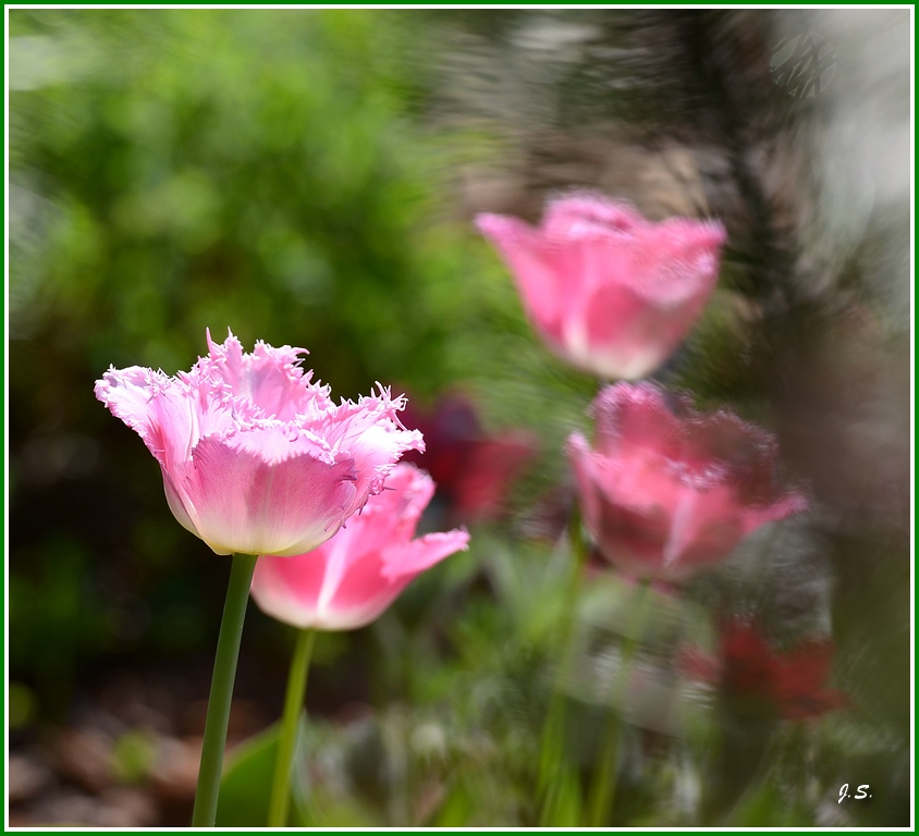 Tulpen