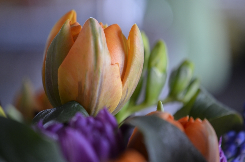 Tulpen