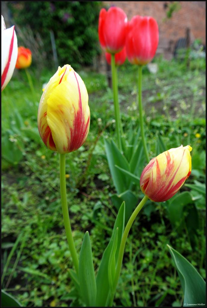 Tulpen