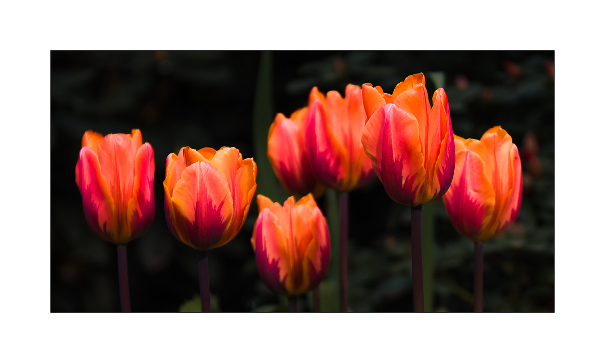 Tulpen