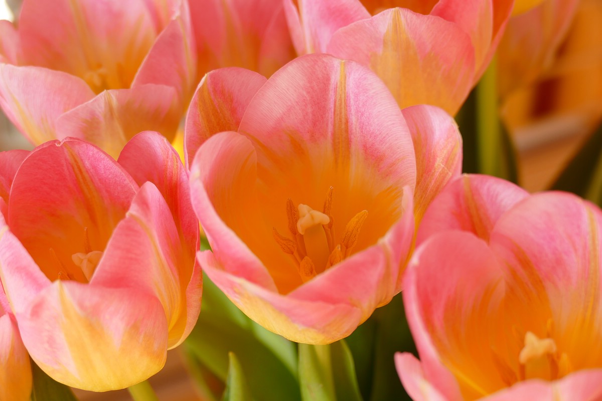Tulpen