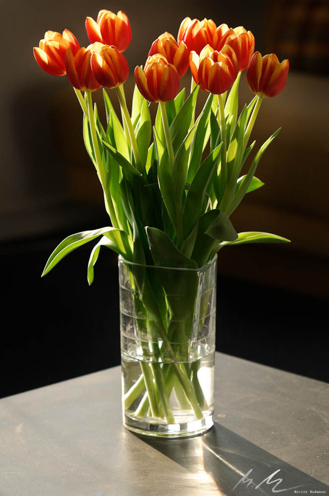 Tulpen