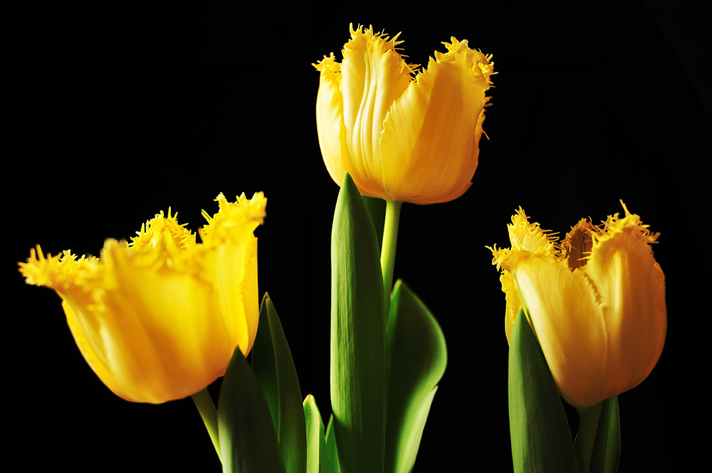 Tulpen