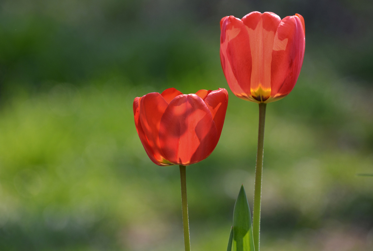 tulpen_1200.jpg