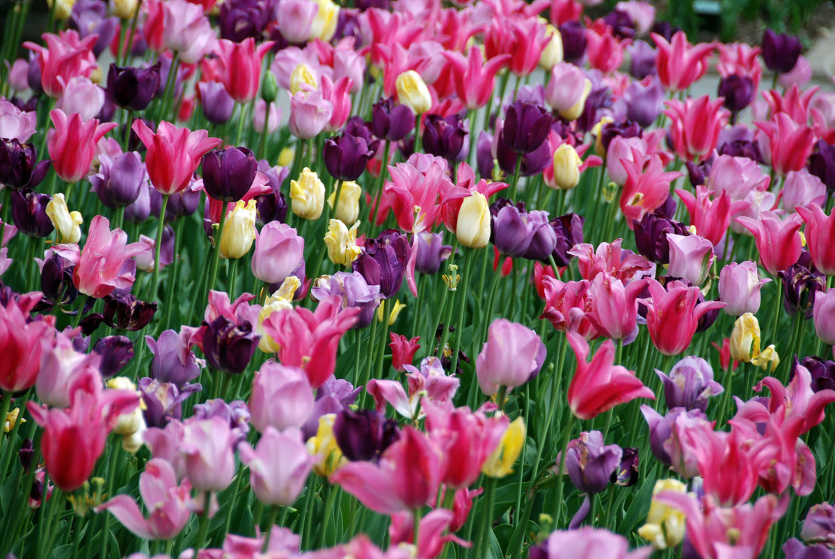 Tulpenbeet NY.JPG