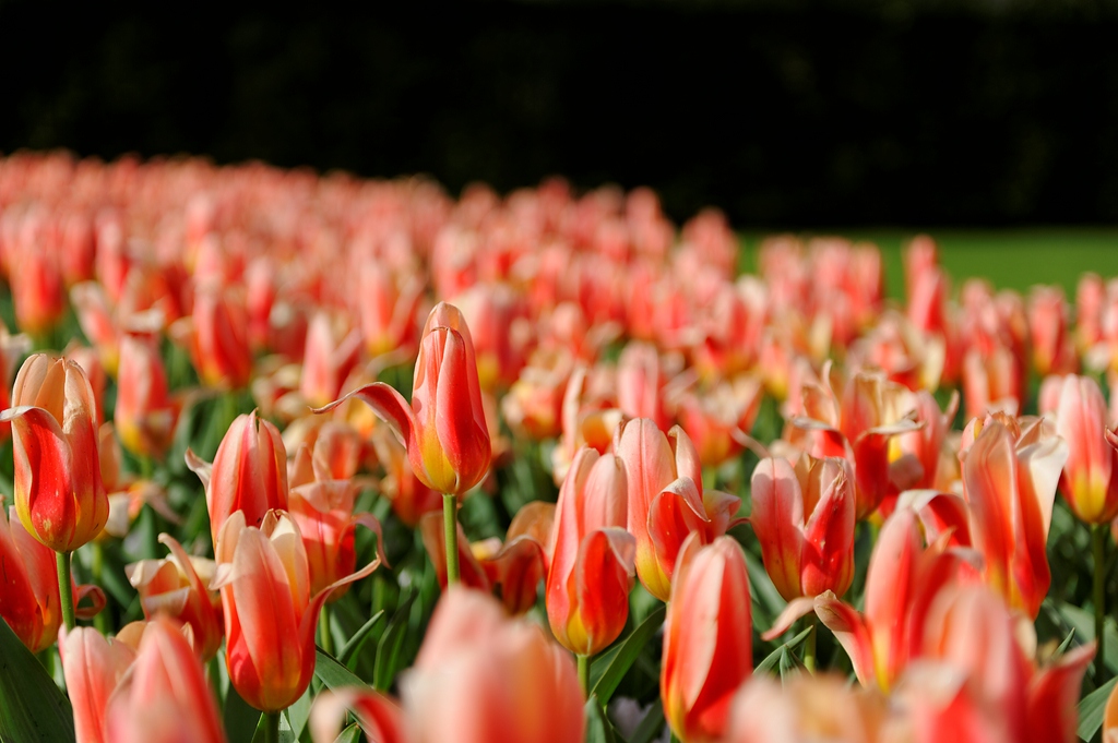 Tulpenblüte20110409 Keukenhof0023