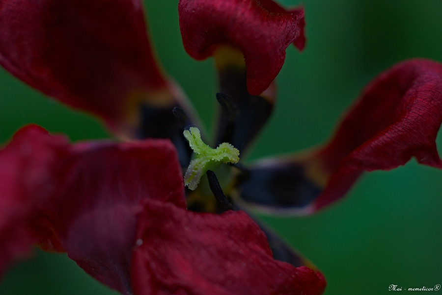 Tulpentod I
s DSC 0899